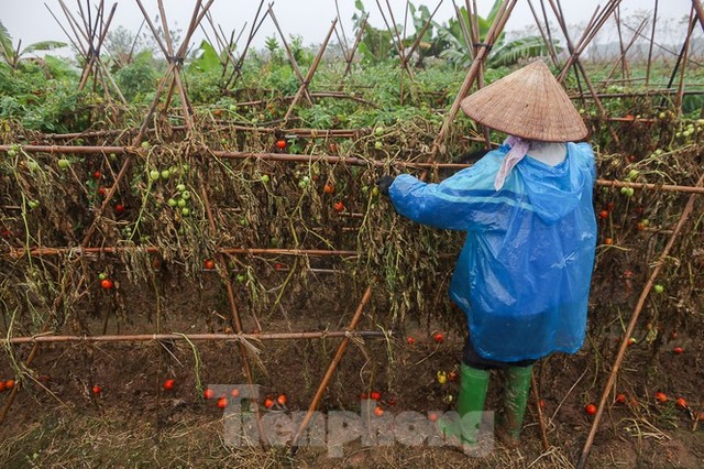 200 tấn rau củ quả ế, người dân Hà Nội đổ ngoài đồng - Ảnh 8.