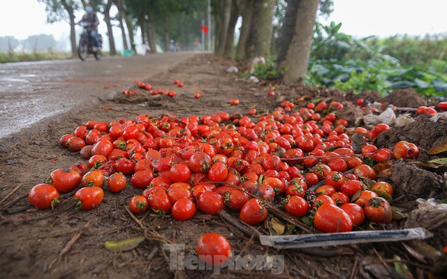 200 tấn rau củ quả 'ế', người dân Hà Nội đổ ngoài đồng