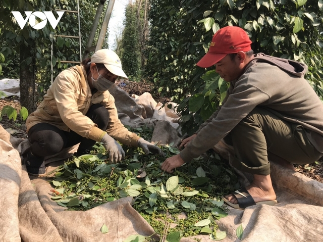 Tiêu chín đỏ vườn mà không kịp thu hoạch do thiếu nhân công - Ảnh 2.