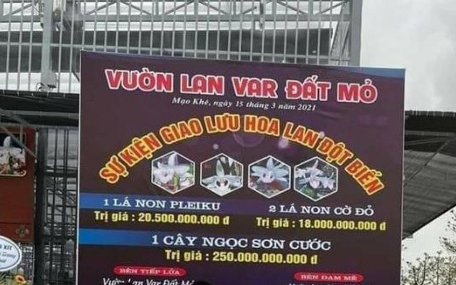 UBND thị xã Đông Triều (Quảng Ninh) yêu cầu làm rõ những giao dịch mua bán hoa lan lên đến hàng trăm tỷ đồng. (Ảnh: MXH).