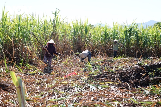 Trồng mía không hiệu quả, nông dân Khánh Hòa loay hoay chuyển đổi cây trồng mới - Ảnh 1.