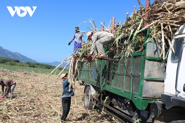 Trồng mía không hiệu quả, nông dân Khánh Hòa loay hoay chuyển đổi cây trồng mới - Ảnh 3.