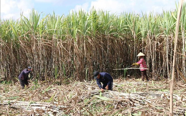 Nông dân huyện Trà Cú, tỉnh Trà Vinh thu hoạch mía niên vụ 2018-2019. Ảnh minh họa: Thanh Hòa/TTXVN