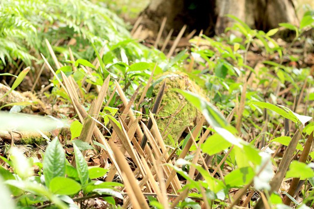 Kỳ lạ vườn sâm quý giúp giữ rừng ở Kon Tum - Ảnh 8.