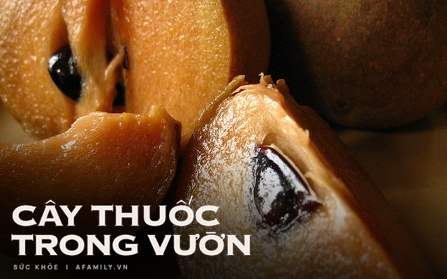 Mùa hồng xiêm thơm ngọt tháng 3: Tận dụng làm thuốc chữa tiêu chảy, trị táo bón siêu hay