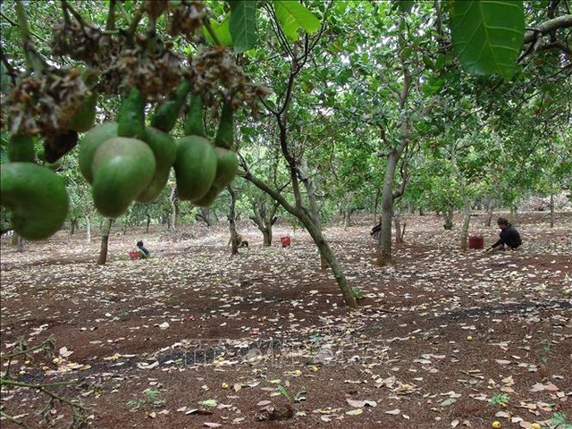 Điều rớt giá khiến nông dân lo lắng - Ảnh 1.