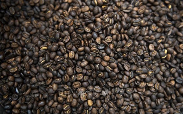 Thị trường cà phê thế giới đối mặt với nguy cơ thiếu hụt nguồn cung nghiêm trọng. Ảnh: AFP/TTXVN
