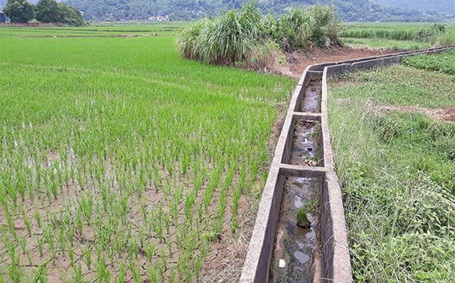 Khu đất nông nghiệp thuộc dự án KĐT Tiến Xuân do đơn vị Sudico làm chủ đầu tư đã bị treo 10 năm nay..