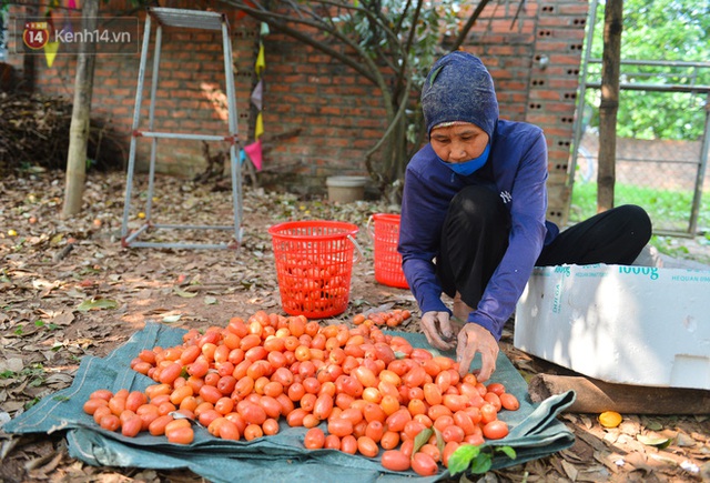 Mùa nhót chín đỏ ở Hà Nội: Nông dân “ngại” ra vườn, thương lái buồn chán vì hàng không bán được - Ảnh 1.