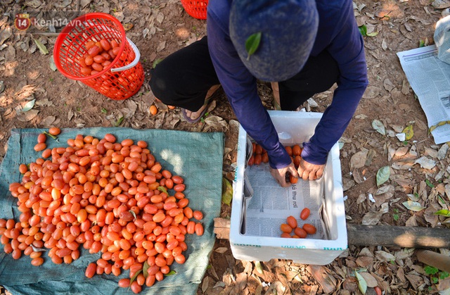 Mùa nhót chín đỏ ở Hà Nội: Nông dân “ngại” ra vườn, thương lái buồn chán vì hàng không bán được - Ảnh 2.