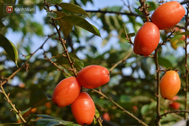 Mùa nhót chín đỏ ở Hà Nội: Nông dân “ngại” ra vườn, thương lái buồn chán vì hàng không bán được - Ảnh 15.