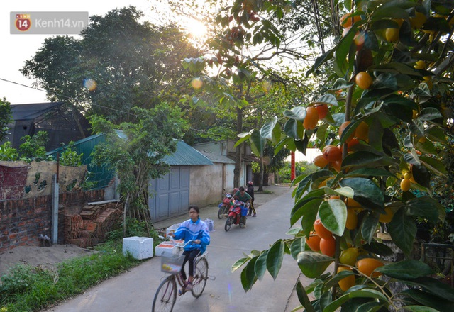 Mùa nhót chín đỏ ở Hà Nội: Nông dân “ngại” ra vườn, thương lái buồn chán vì hàng không bán được - Ảnh 16.