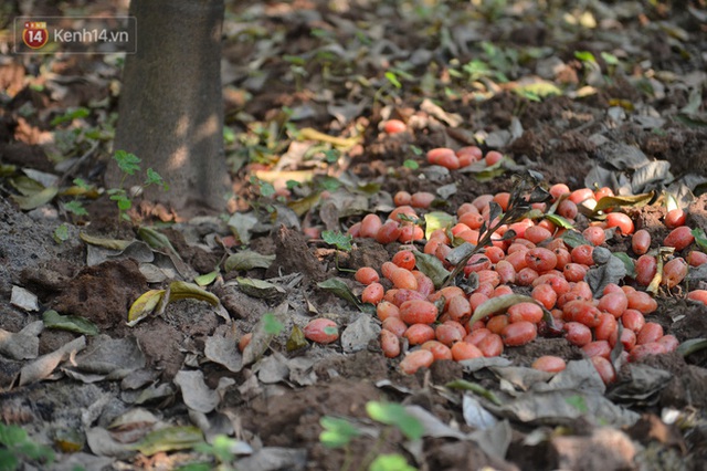 Mùa nhót chín đỏ ở Hà Nội: Nông dân “ngại” ra vườn, thương lái buồn chán vì hàng không bán được - Ảnh 4.