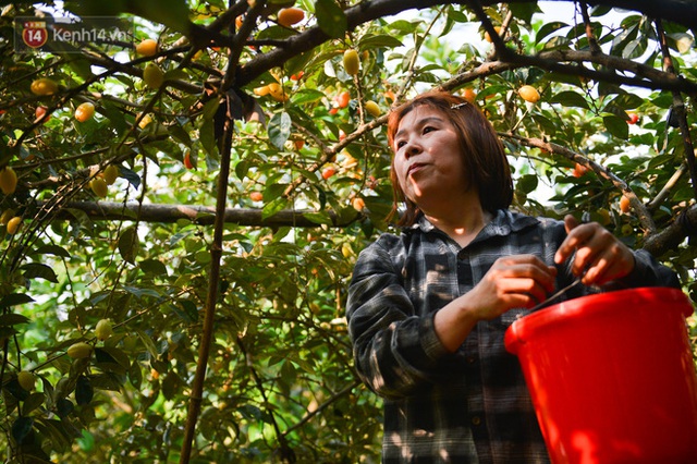 Mùa nhót chín đỏ ở Hà Nội: Nông dân “ngại” ra vườn, thương lái buồn chán vì hàng không bán được - Ảnh 5.