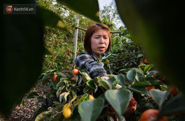 Mùa nhót chín đỏ ở Hà Nội: Nông dân “ngại” ra vườn, thương lái buồn chán vì hàng không bán được - Ảnh 6.