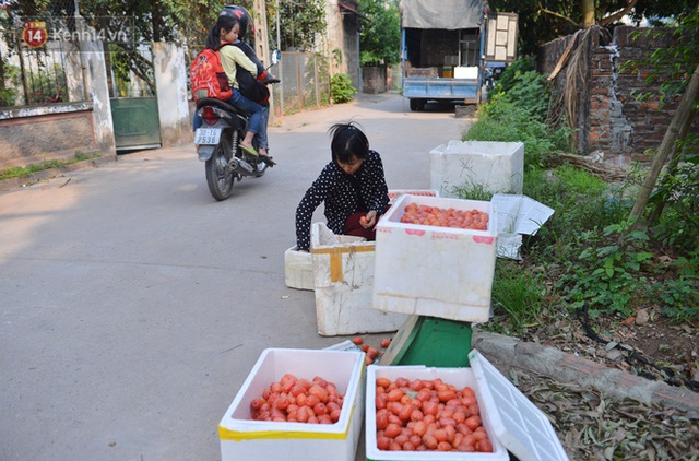 Mùa nhót chín đỏ ở Hà Nội: Nông dân “ngại” ra vườn, thương lái buồn chán vì hàng không bán được - Ảnh 10.