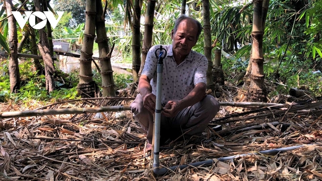 Làm giàu từ trồng măng tre trên đất mặn ở Cà Mau - Ảnh 1.