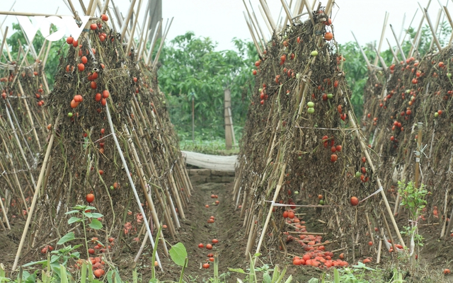 Giá quá rẻ, nông dân Hà Nội vứt bỏ củ cải, cà chua...đầy đồng vì ế ẩm - Ảnh 1.