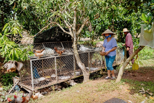 Ly kỳ hàng nghìn con CÁ LÓC BIẾT BAY khi nghe tiếng chủ ở Cồn Sơn và chuyện tình của ông Vua cá dành cho vợ: Làm gì làm, sáng ra phải hun bả một cái! - Ảnh 21.