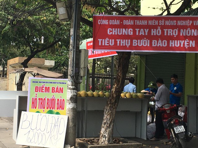 Hàng trăm tấn bưởi chờ giải cứu ở Đồng Nai - Ảnh 5.