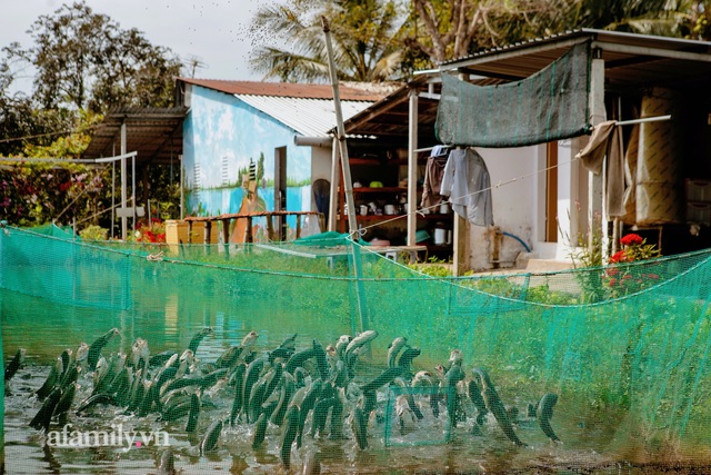 Ly kỳ hàng nghìn con CÁ LÓC BIẾT BAY khi nghe tiếng chủ ở Cồn Sơn và chuyện tình của ông Vua cá dành cho vợ: Làm gì làm, sáng ra phải hun bả một cái! - Ảnh 5.