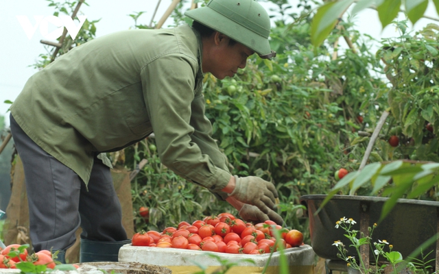 Giá quá rẻ, nông dân Hà Nội vứt bỏ củ cải, cà chua...đầy đồng vì ế ẩm - Ảnh 9.