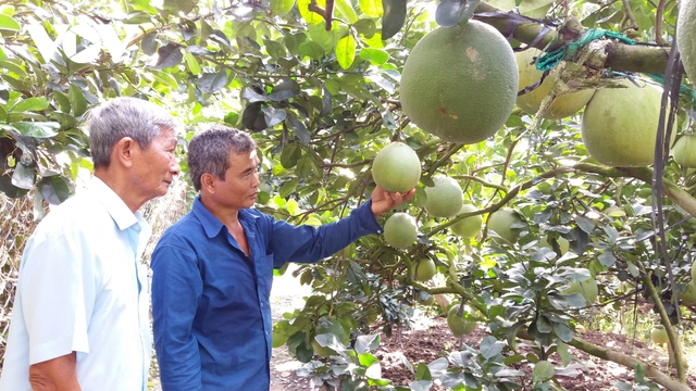  Phân bón tăng giá doanh nghiệp lẫn nông dân cùng gặp khó  - Ảnh 1.