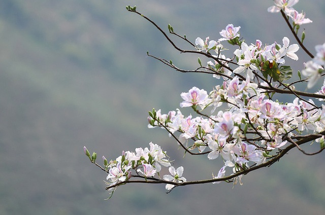 Hoa ban nở bạt ngàn ở Thủ đô: Hóa ra loại hoa này còn có thể làm thuốc chữa bệnh cực hay! - Ảnh 2.