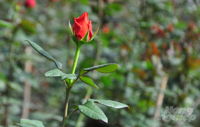 Hoa hồng Đà Lạt tiêu thụ mạnh, giá cao dịp Quốc tế Phụ nữ - Ảnh 4.