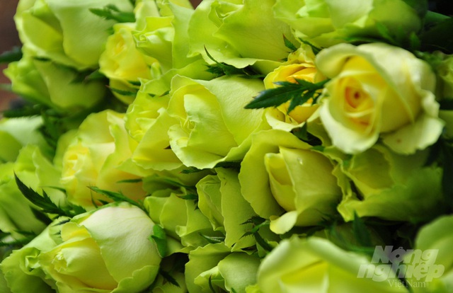 Hoa hồng Đà Lạt tiêu thụ mạnh, giá cao dịp Quốc tế Phụ nữ - Ảnh 5.
