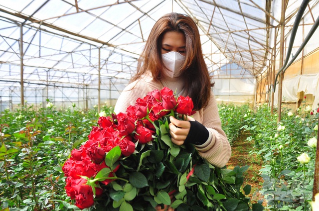 Hoa hồng Đà Lạt tiêu thụ mạnh, giá cao dịp Quốc tế Phụ nữ - Ảnh 10.
