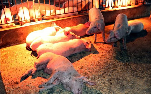 Lợn ốm, bỏ ăn và chết do dịch tả lợn Châu Phi. Ảnh minh họa: Công Tường/TTXVN