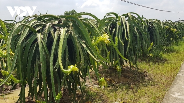 Giá thanh long tại Long An tăng mạnh - Ảnh 2.