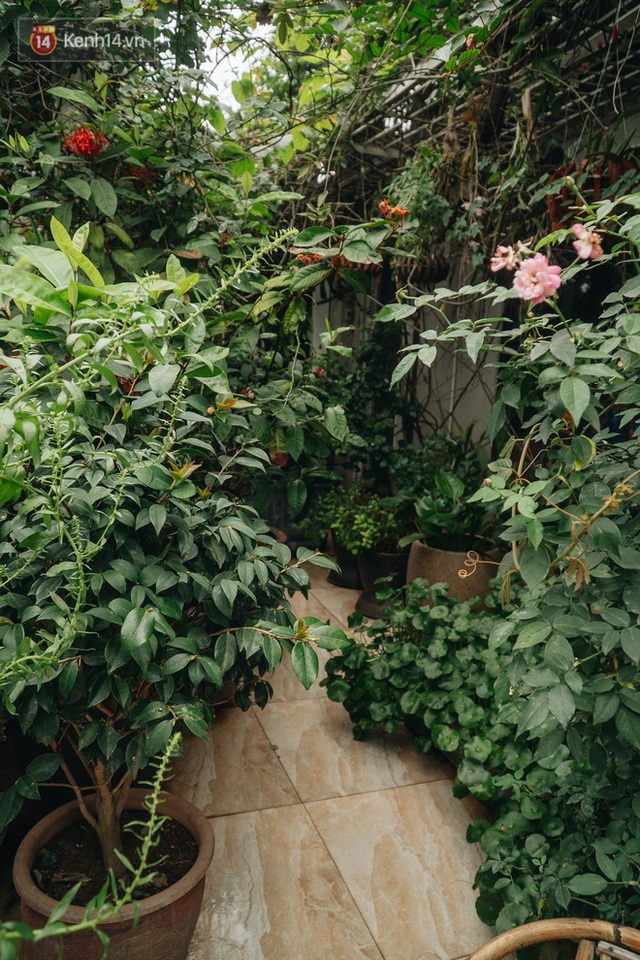 Forest drone on the terrace of the Hanoi woman: 200m2 wide, 1,500 lilies covered - Photo 11.