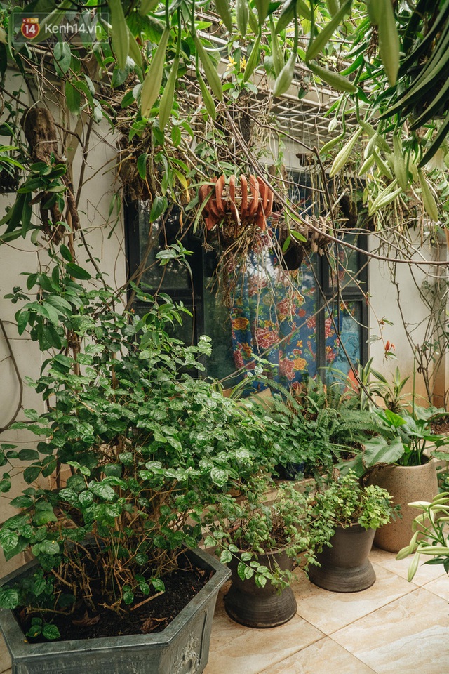 Forest drone on the terrace of the Hanoi woman: 200m2 wide, 1,500 lilies covered - Photo 13.