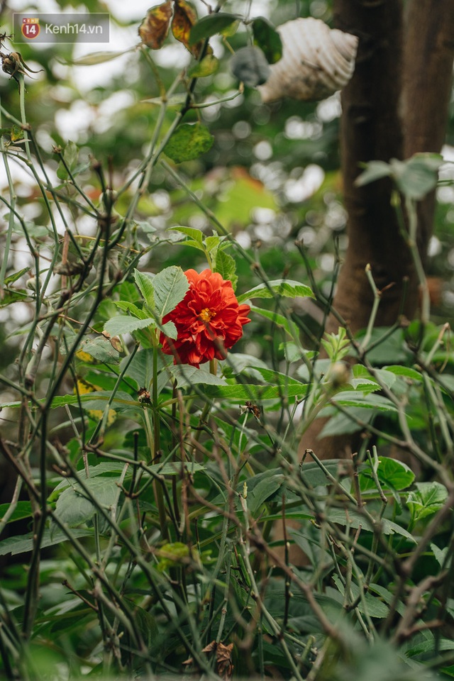 Forest drone on the terrace of the Hanoi woman: 200m2 wide, 1,500 lilies covered - Photo 15.