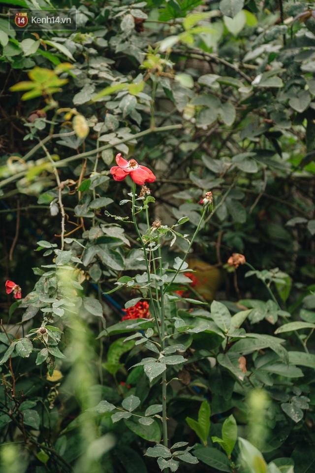 Forest drone on the terrace of the Hanoi woman: 200m2 wide, 1,500 lilies covered - Photo 16.