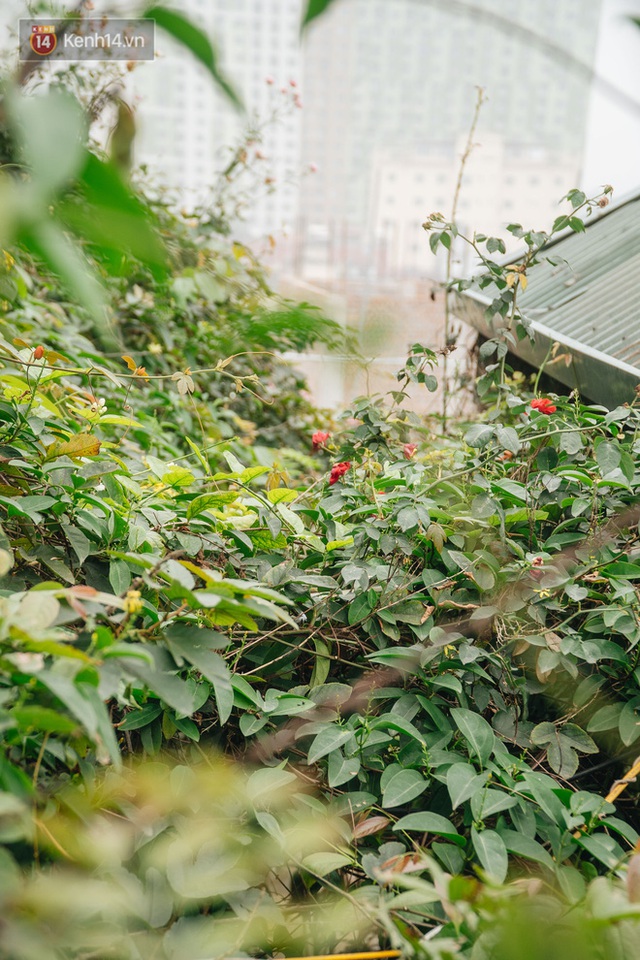 Forest drone on the terrace of the Hanoi woman: 200m2 wide, 1,500 lilies covered - Photo 18.