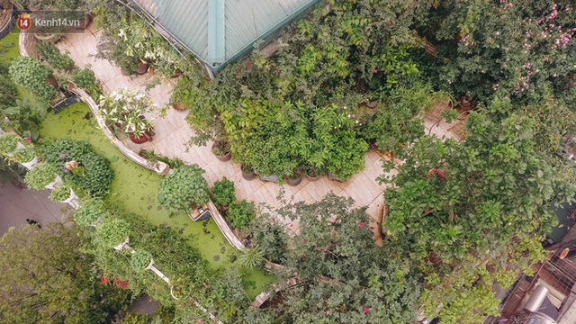 Forest drone on the terrace of the Hanoi woman: 200m2 wide, 1,500 lilies covered - Photo 3.