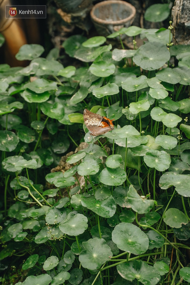 Forest drone on the terrace of the Hanoi woman: 200m2 wide, 1,500 lilies covered - Photo 28.