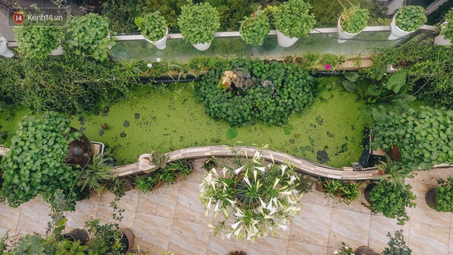 Forest drone on the terrace of the Hanoi woman: 200m2 wide, 1,500 lilies covered - Photo 4.