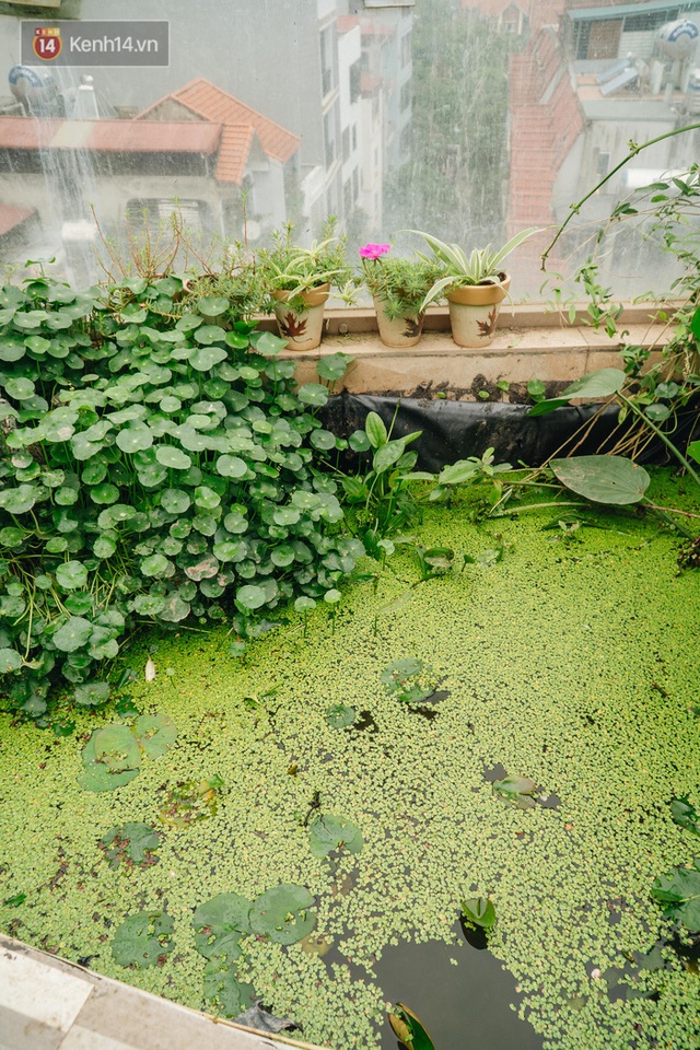 Forest drone on the terrace of the Hanoi woman: 200m2 wide, 1,500 lilies covered - Photo 31.