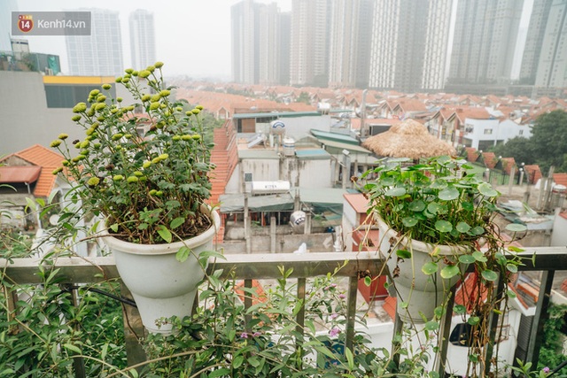 Forest drone on the terrace of the Hanoi woman: 200m2 wide, 1,500 lilies covered - Photo 34.