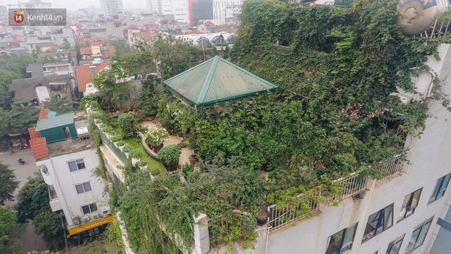 Forest drone on the terrace of the Hanoi woman: 200m2 wide, 1,500 lilies covered - Photo 5.