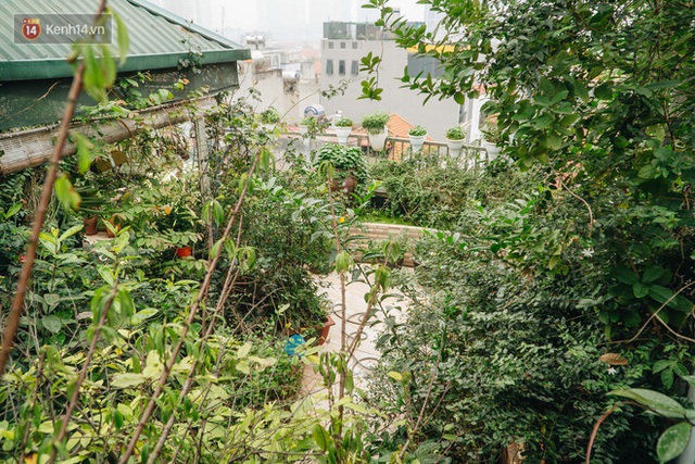 Forest drone on the terrace of the Hanoi woman: 200m2 wide, 1,500 lilies covered - Photo 9.