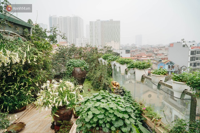 Forest drone on the terrace of the Hanoi woman: 200m2 wide, 1,500 lilies covered - Photo 10.