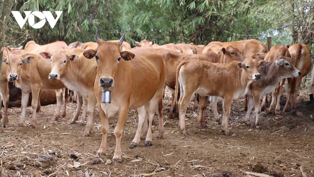 Lào đẩy mạnh xuất khẩu gia súc lớn và cơ hội cho doanh nghiệp Việt - Ảnh 1.