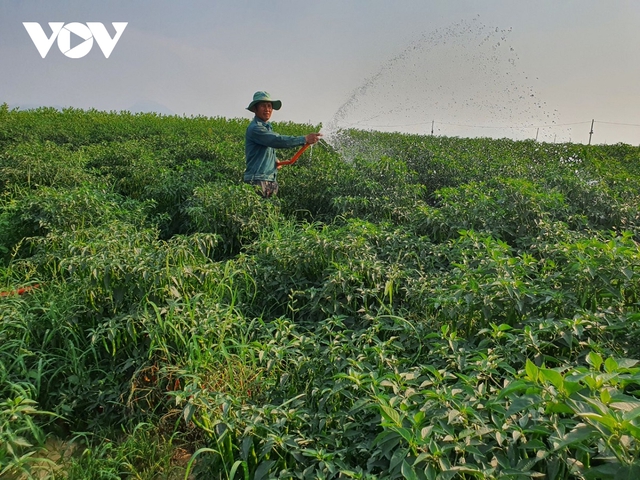 Ớt trĩu quả không ai mua, nông dân Quảng Nam lao đao - Ảnh 1.