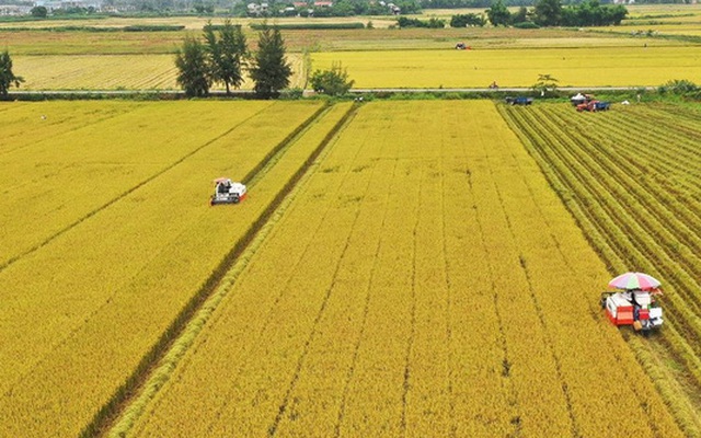 Tổng hợp hình ảnh cánh đồng lúa đẹp nhất | Hình ảnh, Cánh, Hình