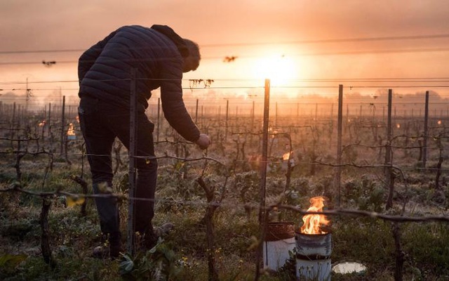 Nông dân Pháp đốt lửa sưởi ấm cây nho với hy vọng cứu ngành công nghiệp rượu vang lớn nhất thế giới